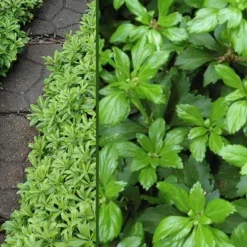 Green Carpet Pachysandra - Japanese Spurge - 18 Count Flat Of Pint Pots -Green Garden Outdoor Shop Pachysandra Green Carpet