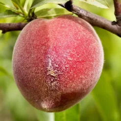 Bonanza Dwarf Patio Peach Tree - 3 Gallon Pot -Green Garden Outdoor Shop Peach Bonanza 1 1