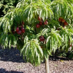 Bonanza Dwarf Patio Peach Tree - 5 Gallon -Green Garden Outdoor Shop Peach Bonanza 2