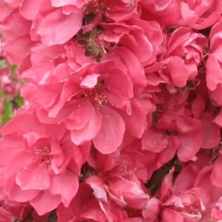 Bonanza Dwarf Patio Peach Tree - 3 Gallon Pot -Green Garden Outdoor Shop Peach Bonanza 3 1