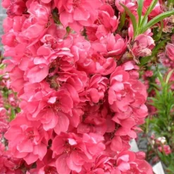 Bonanza Dwarf Patio Peach Tree - 5 Gallon -Green Garden Outdoor Shop Peach Bonanza 4