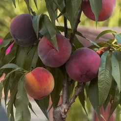 Bonanza Dwarf Patio Peach Tree - 5 Gallon -Green Garden Outdoor Shop Peach Bonanza 5