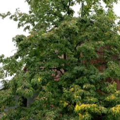 American Persimmon Tree - Diospyros Virginiana - 3 Gallon Pot -Green Garden Outdoor Shop Persimmon American 2