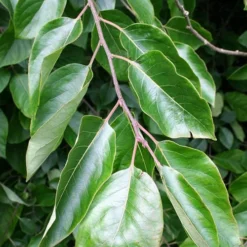 American Persimmon Tree (Diospyros Virginiana) - 3 Pack Of 1.5 Quart Pots 11 American Persimmon Tree (Diospyros Virginiana) - 3 Pack Of 1.5 Quart Pots -Green Garden Outdoor Shop Persimmon American 3 1