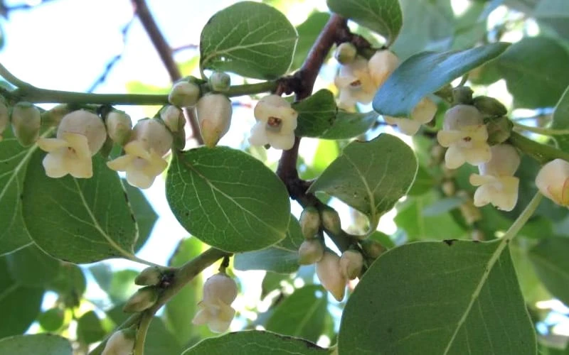 American Persimmon Tree (Diospyros Virginiana) - 3 Pack Of 1.5 Quart Pots 7 American Persimmon Tree (Diospyros Virginiana) - 3 Pack Of 1.5 Quart Pots - Image 7