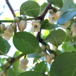 American Persimmon Tree - Diospyros Virginiana - 3 Gallon Pot -Green Garden Outdoor Shop Persimmon American 5