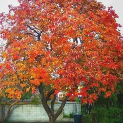 American Persimmon Tree - Diospyros Virginiana - 3 Gallon Pot -Green Garden Outdoor Shop Persimmon American 6