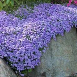 Emerald Cushion Blue Creeping Phlox - 6 Pack Of 1 Gallon Pots -Green Garden Outdoor Shop Phlox Emerald Blue 11