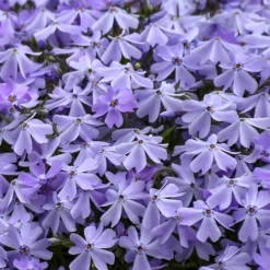 Emerald Cushion Blue Creeping Phlox - 6 Pack Of 1 Gallon Pots -Green Garden Outdoor Shop Phlox Emerald Blue 14
