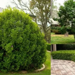 Banana Shrub - 1 Gallon Pot -Green Garden Outdoor Shop Picture Banana Shrub 3