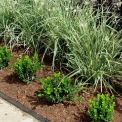 Baby Gem Boxwood - 2 Gallon Pot -Green Garden Outdoor Shop Picture Boxwood Baby Gem Edger 1