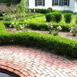 Baby Gem Boxwood - 7 Gallon Pot -Green Garden Outdoor Shop Picture Boxwood Baby Gem Hedges 3