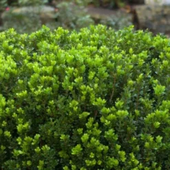Baby Gem Boxwood - 3 Gallon Pot -Green Garden Outdoor Shop Picture Boxwood Baby Gem Leaves 2