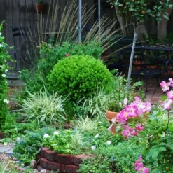 Baby Gem Boxwood - 6 Pack Of 1 Gallon Pots -Green Garden Outdoor Shop Picture Boxwood Baby Gem Specimen 4