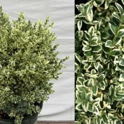 Dwarf Variegated Boxwood - 2 Gallon Pot -Green Garden Outdoor Shop Picture Boxwood Dwarf Variegated
