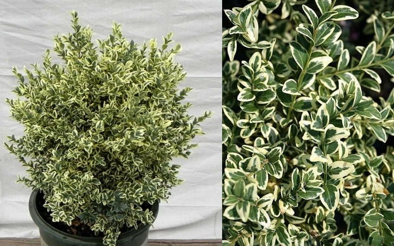 Dwarf Variegated Boxwood - 5 Gallon Pot 5 Dwarf Variegated Boxwood - 5 Gallon Pot - Image 5