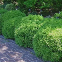 Franklins Gem Dwarf Boxwood - 3 Gallon Pot 11 Franklins Gem Dwarf Boxwood - 3 Gallon Pot -Green Garden Outdoor Shop Picture Boxwood Franklins Gem 2