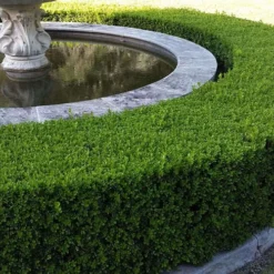 Franklins Gem Dwarf Boxwood - 6 Pack Of 1 Gallon Pots -Green Garden Outdoor Shop Picture Boxwood Franklins Gem Hedge 8