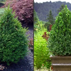 Green Mountain Boxwood - 2.5 Quart Pot -Green Garden Outdoor Shop Picture Boxwood Green Mountain 2 2