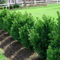 Green Mountain Boxwood - 5 Gallon Pot -Green Garden Outdoor Shop Picture Boxwood Green Mountain Hedge 5