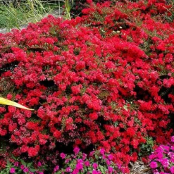 Cherry Dazzle Dwarf Crape Myrtle - 2 Gallon Pot 10 Cherry Dazzle Dwarf Crape Myrtle - 2 Gallon Pot -Green Garden Outdoor Shop Picture Crape Myrtle Cherry Dazzle 5 2