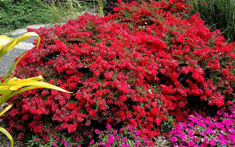 Cherry Dazzle Dwarf Crape Myrtle - 1 Gallon Pot 4 Cherry Dazzle Dwarf Crape Myrtle - 1 Gallon Pot - Image 4