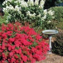 Cherry Dazzle Dwarf Crape Myrtle - 3 Gallon Pot -Green Garden Outdoor Shop Picture Crape Myrtle Cherry Dazzle Dwarf 2 1