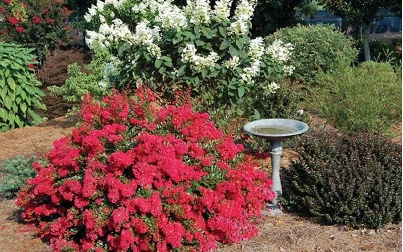 Cherry Dazzle Dwarf Crape Myrtle - 2 Gallon Pot 5 Cherry Dazzle Dwarf Crape Myrtle - 2 Gallon Pot - Image 5