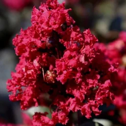 Double Feature Red Crape Myrtle - 3 Gallon Pot 13 Double Feature Red Crape Myrtle - 3 Gallon Pot -Green Garden Outdoor Shop Picture Crape Myrtle Double Feature 2