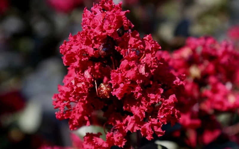 Double Feature Red Crape Myrtle - 3 Gallon Pot 7 Double Feature Red Crape Myrtle - 3 Gallon Pot - Image 7