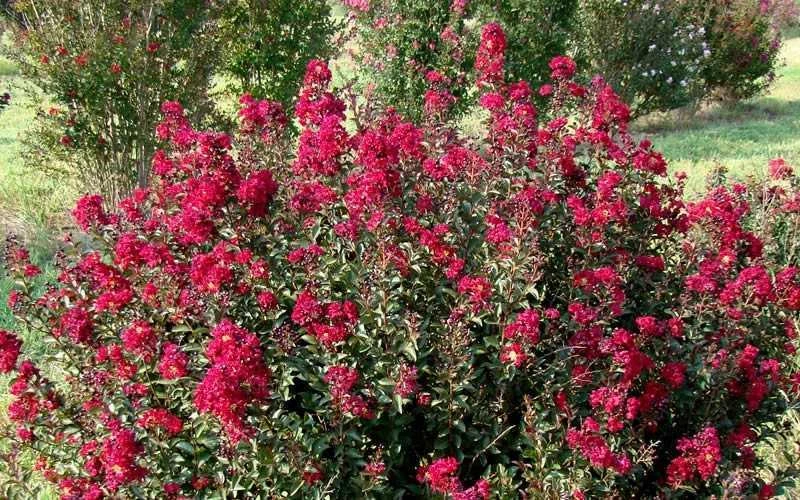 Double Feature Red Crape Myrtle - 3 Gallon Pot 6 Double Feature Red Crape Myrtle - 3 Gallon Pot - Image 6