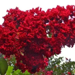 Dynamite Red Crape Myrtle - 7 Gallon Pot (5-6') 11 Dynamite Red Crape Myrtle - 7 Gallon Pot (5-6') -Green Garden Outdoor Shop Picture Crape Myrtle Dynamite 1 1