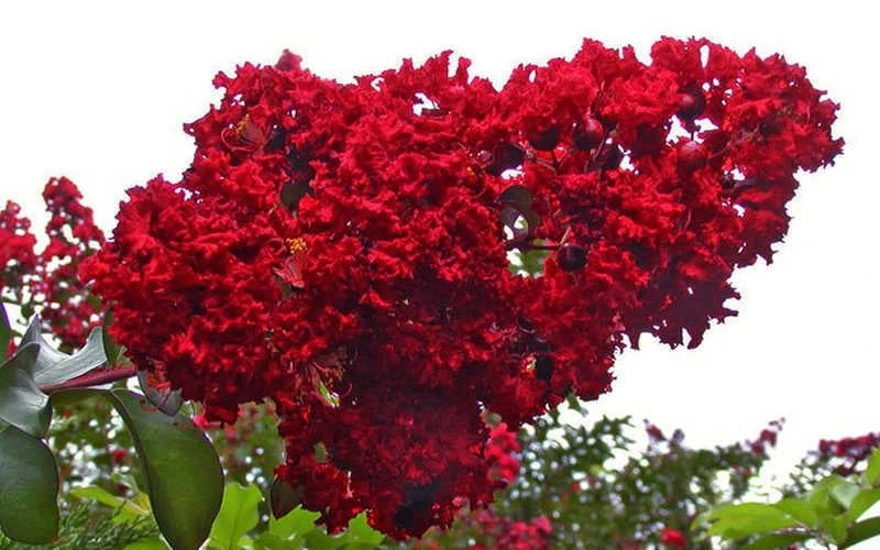 Dynamite Red Crape Myrtle - 3 Gallon Pot 5 Dynamite Red Crape Myrtle - 3 Gallon Pot - Image 5