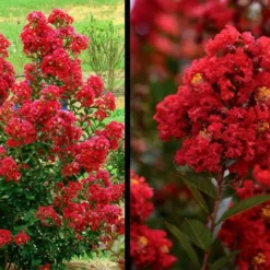 Enduring Summer Red Crape Myrtle - 3 Gallon Pot -Green Garden Outdoor Shop Picture Crape Myrtle Enduring Summer Red 1