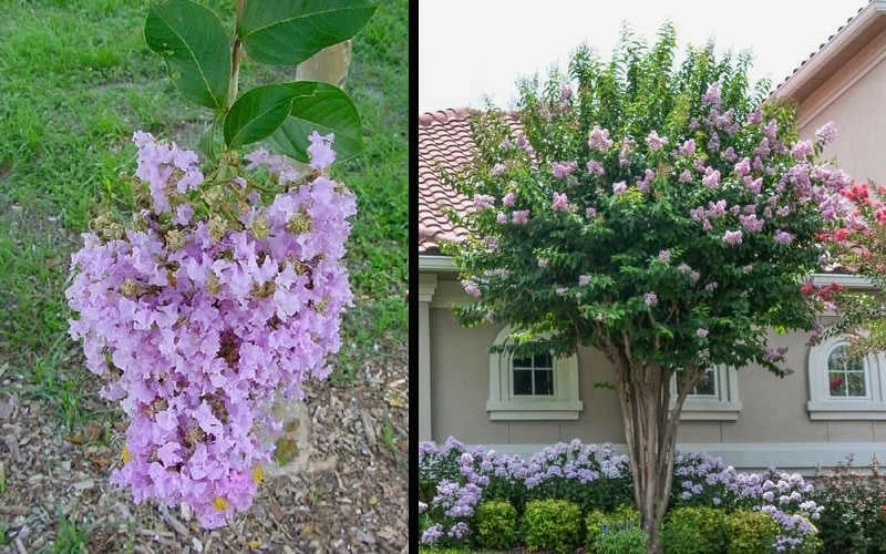 Muskogee Lavender Crape Myrtle - 7 Gallon Pot (4-5') 4 Muskogee Lavender Crape Myrtle - 7 Gallon Pot (4-5') - Image 4