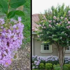 Muskogee Lavender Crape Myrtle - 3 Gallon Pot -Green Garden Outdoor Shop Picture Crape Myrtle Muskogee 1