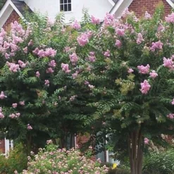 Muskogee Lavender Crape Myrtle - 3 Gallon Pot -Green Garden Outdoor Shop Picture Crape Myrtle Muskogee Lavender 2