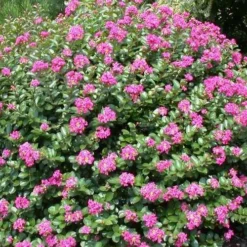 Pocomoke Dwarf Crape Myrtle - 1 Gallon Pot -Green Garden Outdoor Shop Picture Crape Myrtle Pocomoke 2
