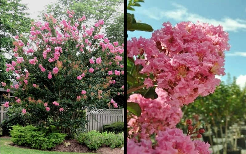 Sioux Pink Crape Myrtle - 6 Pack Of 1 Gallon Pots 5 Sioux Pink Crape Myrtle - 6 Pack Of 1 Gallon Pots - Image 5