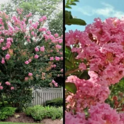 Sioux Pink Crape Myrtle - 1 Gallon Pot 9 Sioux Pink Crape Myrtle - 1 Gallon Pot -Green Garden Outdoor Shop Picture Crape Myrtle Sioux Blooms 2