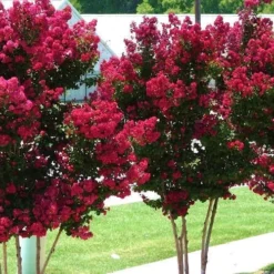 Tonto Red Crape Myrtle - 7 Gallon Pot (4-5') -Green Garden Outdoor Shop Picture Crape Myrtle Tonto 2 1