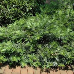 Creeping Japanese Plum Yew (Cephalotaxus Harringtonia 'Prostrata') - 3 Gallon Pot 14 Creeping Japanese Plum Yew (Cephalotaxus Harringtonia 'Prostrata') - 3 Gallon Pot -Green Garden Outdoor Shop Picture Creeping Yew