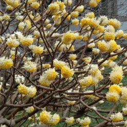 Edgeworthia Chrysantha Paper Bush - 7 Gallon Pot 21 Edgeworthia Chrysantha Paper Bush - 7 Gallon Pot -Green Garden Outdoor Shop Picture Edgeworthia Flowers