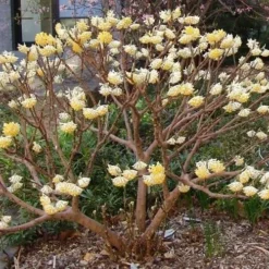 Edgeworthia Chrysantha Paper Bush - 7 Gallon Pot 24 Edgeworthia Chrysantha Paper Bush - 7 Gallon Pot -Green Garden Outdoor Shop Picture Edgeworthia Paper Bush 3