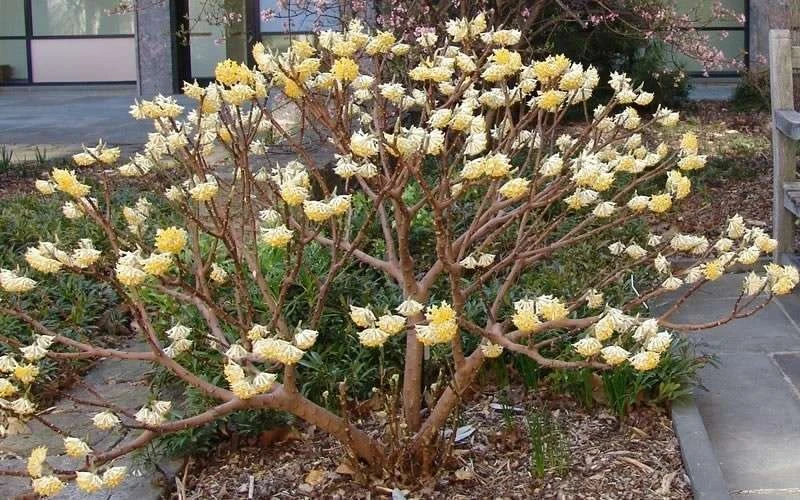 Edgeworthia Chrysantha Paper Bush - 7 Gallon Pot 12 Edgeworthia Chrysantha Paper Bush - 7 Gallon Pot - Image 12