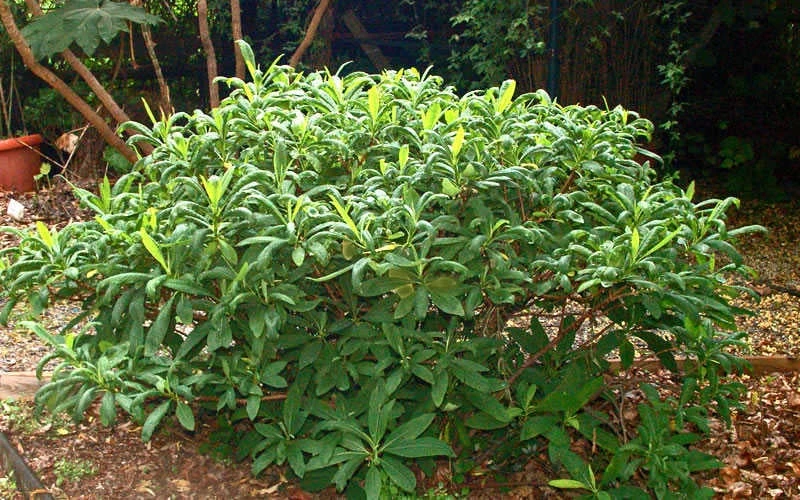 Edgeworthia Chrysantha Paper Bush - 7 Gallon Pot 11 Edgeworthia Chrysantha Paper Bush - 7 Gallon Pot - Image 11