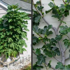 Brown Turkey Fig Tree - 5 Gallon Pot 15 Brown Turkey Fig Tree - 5 Gallon Pot -Green Garden Outdoor Shop Picture Fig Brown Turkey Espalier