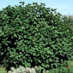 Brown Turkey Fig Tree - 5 Gallon Pot 14 Brown Turkey Fig Tree - 5 Gallon Pot -Green Garden Outdoor Shop Picture Fig Brown Turkey Shrub Large