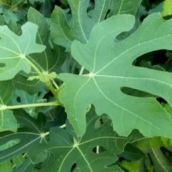 Brown Turkey Fig Tree - 5 Gallon Pot 13 Brown Turkey Fig Tree - 5 Gallon Pot -Green Garden Outdoor Shop Picture Fig Brown Turkey Tree Leaves