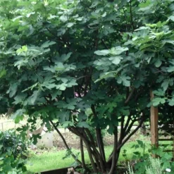 Brown Turkey Fig Tree - 5 Gallon Pot 17 Brown Turkey Fig Tree - 5 Gallon Pot -Green Garden Outdoor Shop Picture Fig Brown Turkey Tree Multi